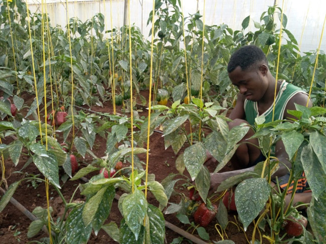 The assistant of the farm manager busy examining the green peppers at Murangi Farm