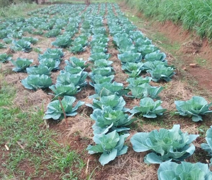 Our farm outside the greenhouse at Murangi Farm gets also water from the Solar PV pump. This is important for training many farmers as possible.